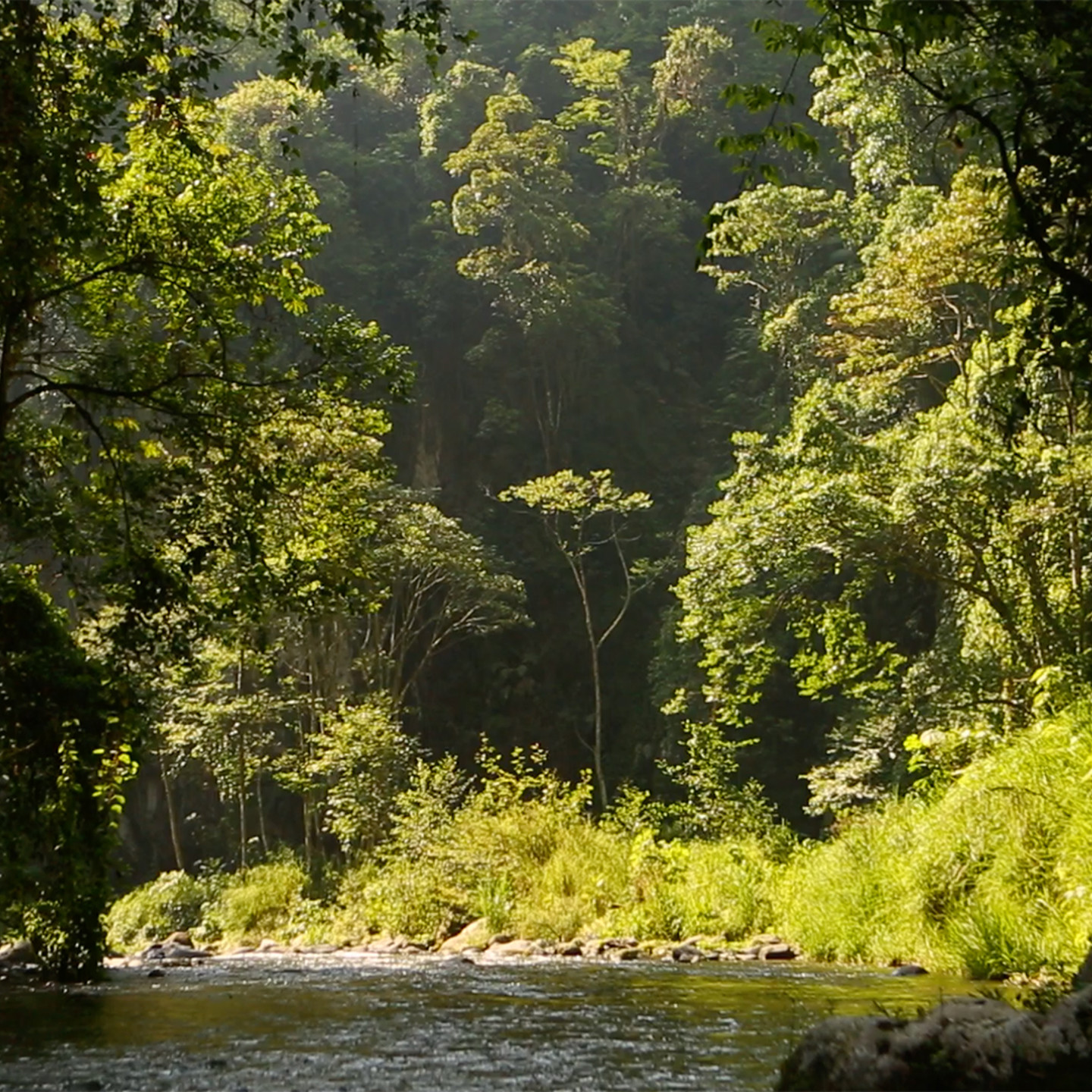 Image of trees and a river