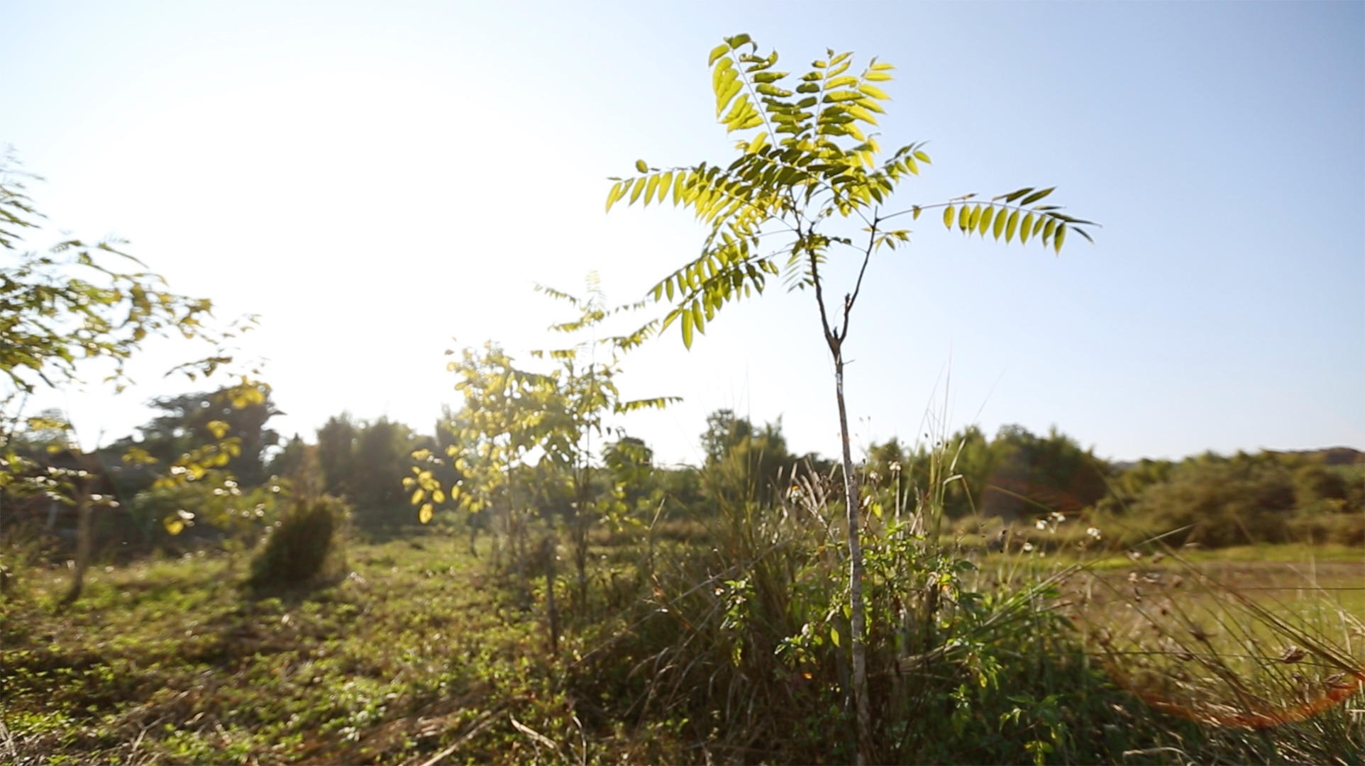 Image of plants in a field